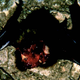 Image for article titled All the proof you need that bloodthirsty dinosaurs live among us